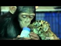 Chimpanzee bottle feeds tiger cubs at Thai zoo