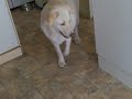 Bird and Dog Play
