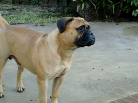 bullmastiff
