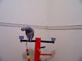 My bird Alex part 2 My bird Alex part 2