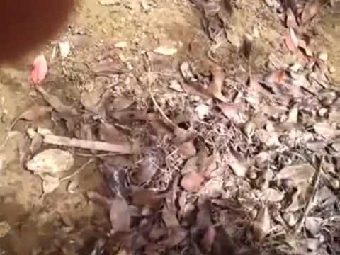 how to get rid slugs