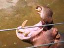 video hippo
