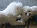 Earsuckin Bichon Earsuckin Bichon