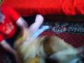 dog vs pluszak