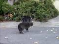 cat-fight-whittier