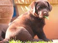 puppies - litter P puppies - litter P