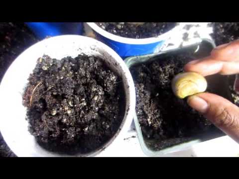 how to grow jackfruit