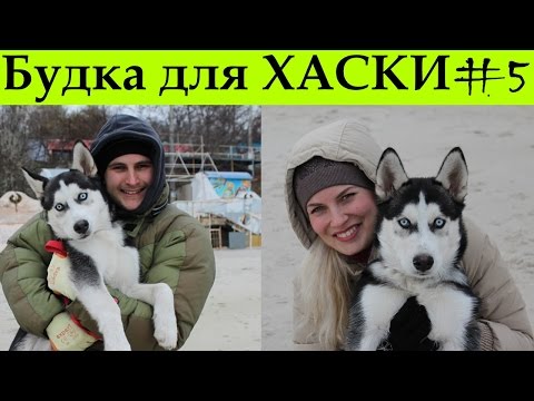 Построить будку для хаски своими руками Построить будку для хаски своими руками