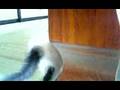 子ネコ、仔猫、こねこ