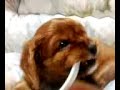 Cavalier puppies .. birth to 52days old