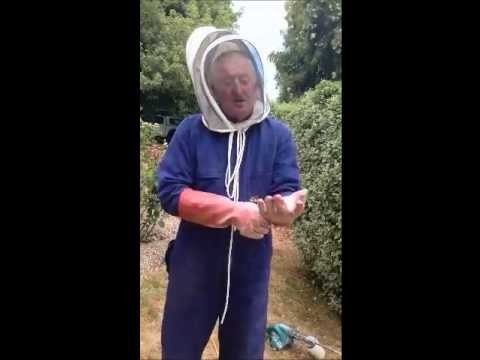 how to control european wasp