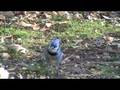 videos de Scared Squirrel