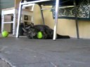 Pumkin and a tennis ball...what an obvious video title.