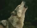 videos de Bella Natura