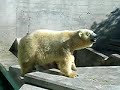 Orso bianco allo Zoo di Pistoia