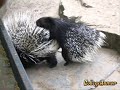 animal sex!! ..::xXx::..