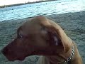 Botty the vizsla 6 months old playing in the woods