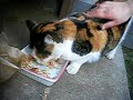 Dec. 31 2006, Tortoiseshell Cat Mi-chan