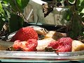 Skink enjoys a fruit salad!