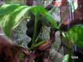 Agalychnis callidryas
