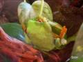 Agalychnis callidryas