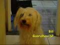 Bill canta vinheta da rede globo