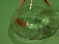 Crazy, Giant New England House Centipede