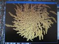 Transparent GIFS - Generative Visualisation Transparent GIFS - Generative Visualisation