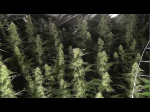 how to grow og weed