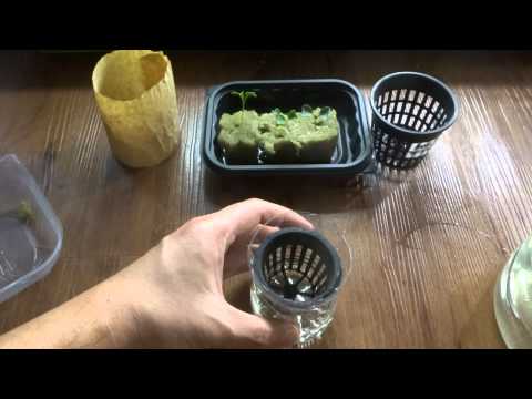 how to grow dinosaur kale