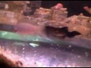 Neolamprologus Olivaceous