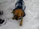 Puggles, Texas Ranger Exploring The Snow Covered Yard