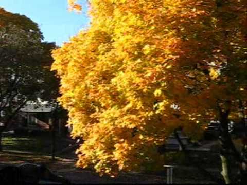 Its Autumn in Ontario, Canada. YouTube voorvertoningsafbeelding