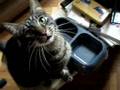 Il gatto della bracca