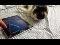 Meow and the iPad playing Noby Noby Boy