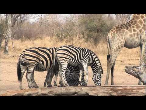 Australia0811 Travels – Journey Through Africa – Kruger National Park, South Africa