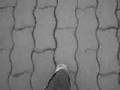 Clip Don Choa Mitraille