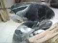 Very Cute Ant Eater Family in Action
