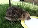 Hedgehog drinking milk angus rescue