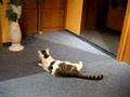 videos de mein katerchen