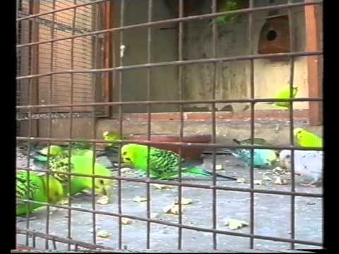 how to get more eggs from australian parrots