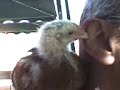 santi y su gallinita