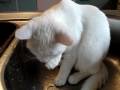 chat,,