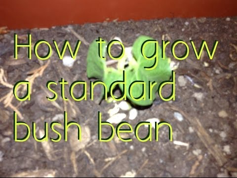 how to grow bush beans