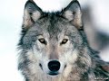 wolf spirit is in your heart