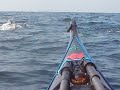 Porpoise around my kayak. Porpoise around my kayak.