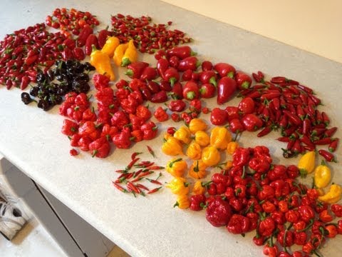 how to harvest chillies