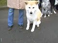 Akita Inu Expo internationale Angers 2008