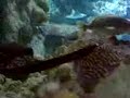 ocean park aquarium3 ocean park aquarium3