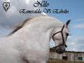 Coudelaria Francisco Gaspar Carrossel Equestre